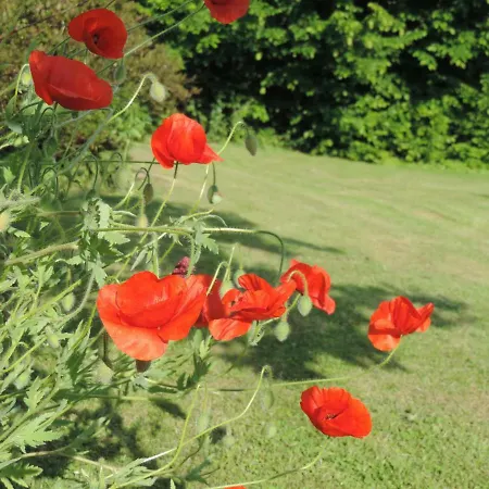 Les Nenuphars * Coquainvilliers